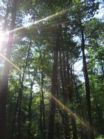 DSCF0675